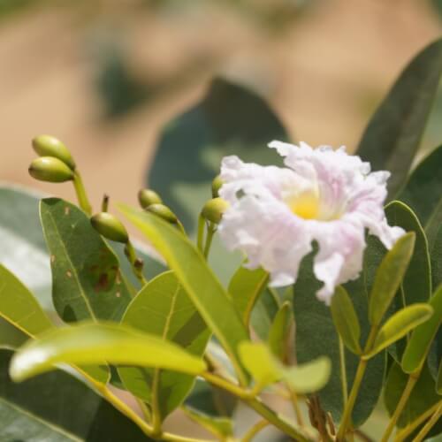 Bommisetty Raja Rama Narasimham | Photography Community Member | Sony ...