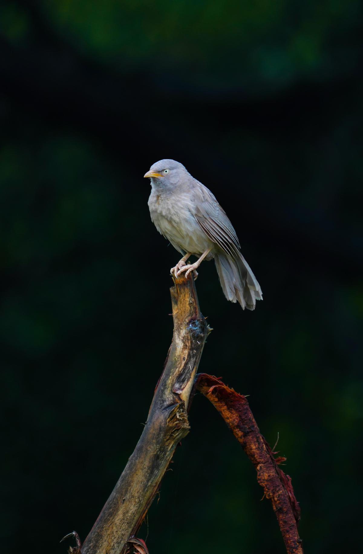 Image of Wildlife, Bird, Beak, Finch, Emberizidae, Atlantic canary etc.