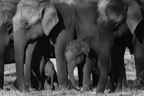 Image of Black-and-white, Wildlife, Vertebrate, Terrestrial animal, Mammal, Elephant etc.