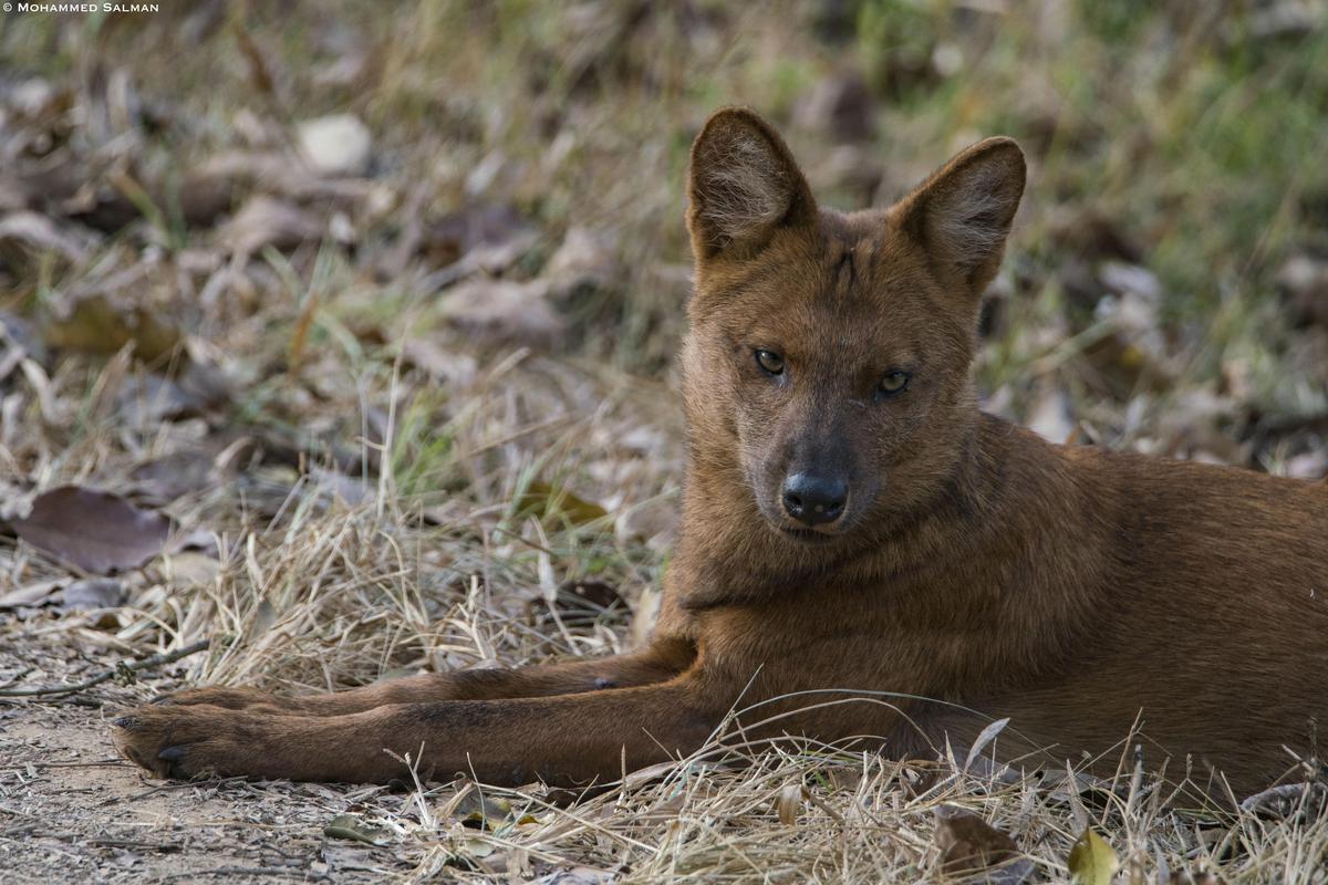 Image of Wildlife, Vertebrate, Terrestrial animal, Mammal, Carnivore, Canidae etc.