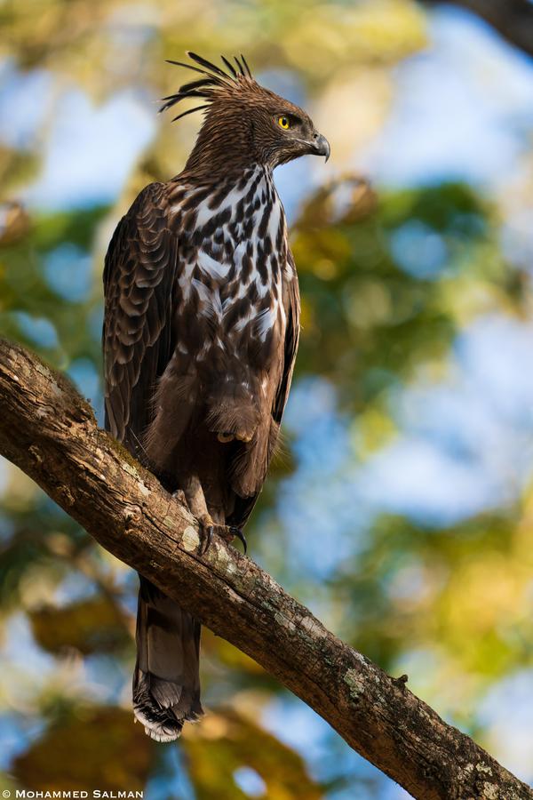 Image of Vertebrate, Bird, Beak, Bird of prey, Accipitriformes, Hawk etc.