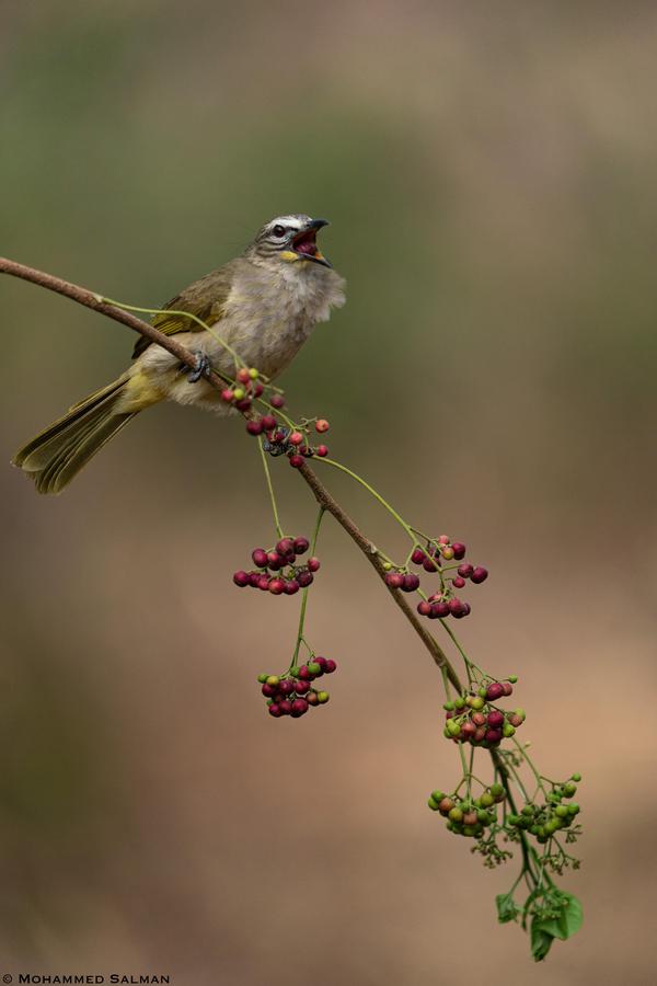 Image of Wildlife, Bird, Beak etc.