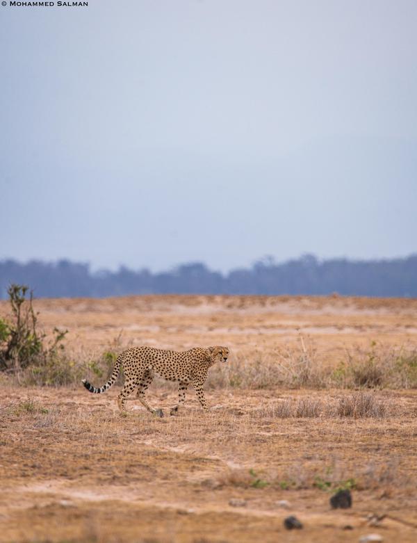 Image of Wildlife, Terrestrial animal, Felidae, Grassland, Natural environment, Nature reserve etc.
