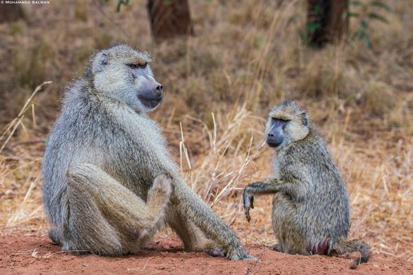 Image of Wildlife, Vertebrate, Terrestrial animal, Mammal, Primate etc.