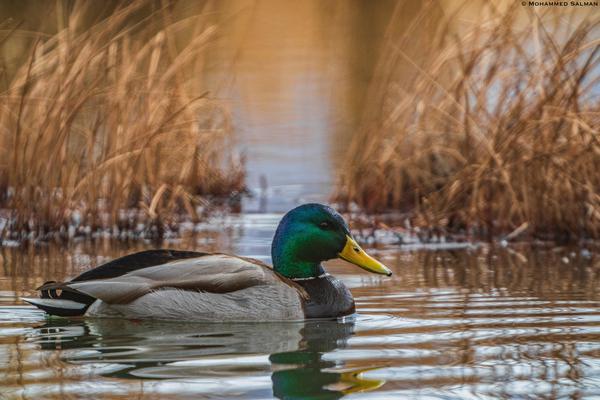 Image of Vertebrate, Bird, Beak, Duck, Water bird, Waterfowl etc.