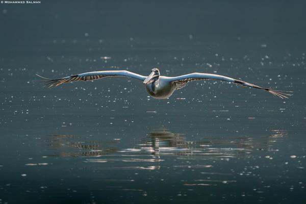 Image of Sky, Water, Wildlife, Bird, Beak, Seabird etc.