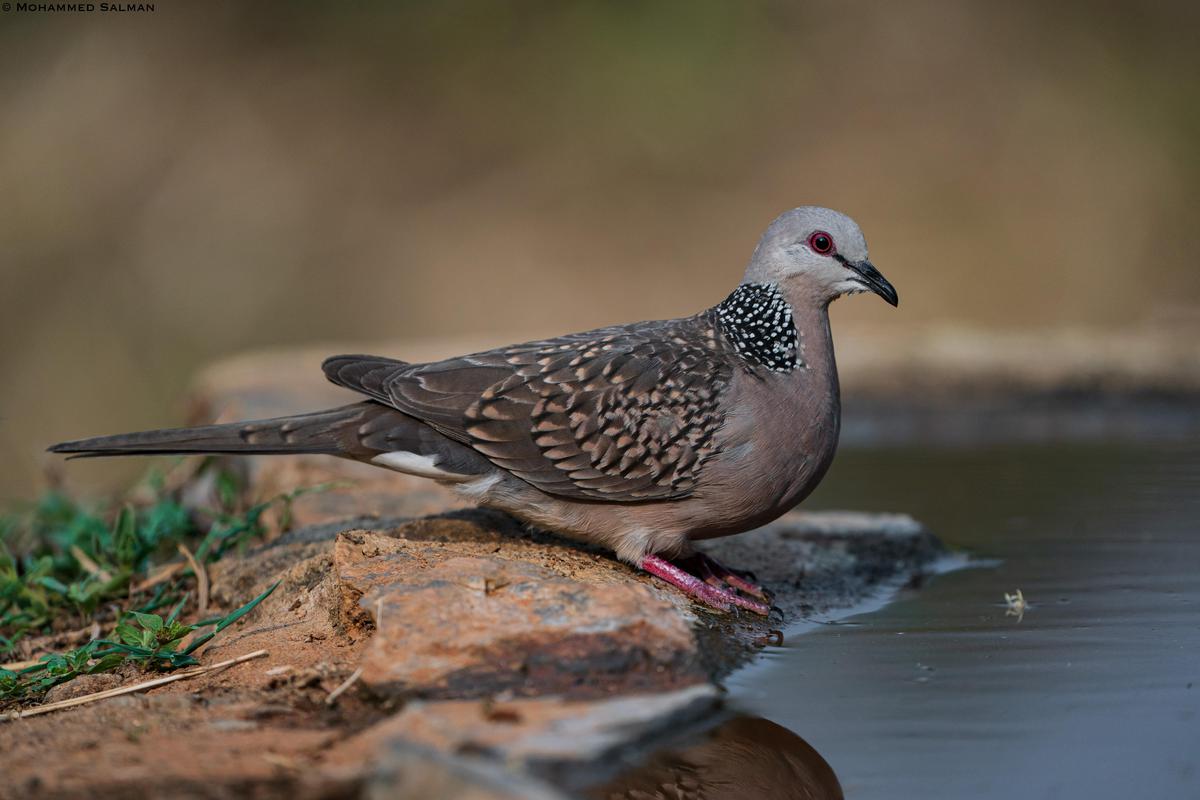 Image of Wildlife, Vertebrate, Bird, Beak, Pigeons and doves, Stock dove etc.