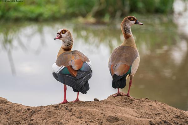 Image of Wildlife, Vertebrate, Bird, Beak, Duck, Water bird etc.