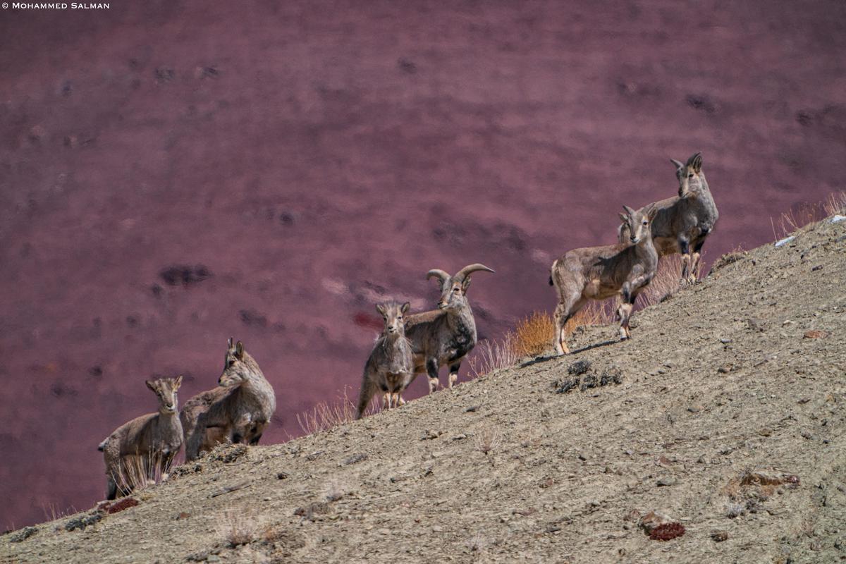 Image of Wildlife, Herd, Jackal etc.