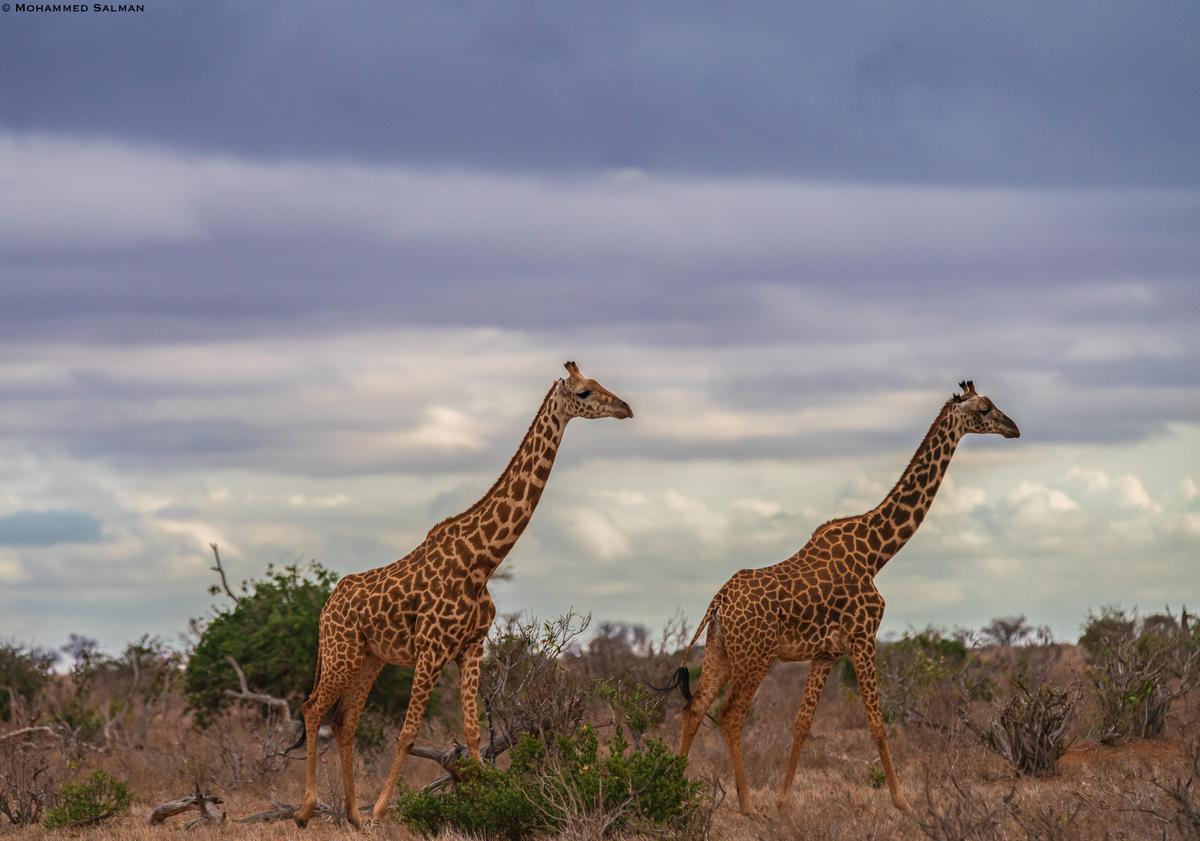 Image of Sky, Wilderness, Wildlife, Vertebrate, Terrestrial animal, Grassland etc.