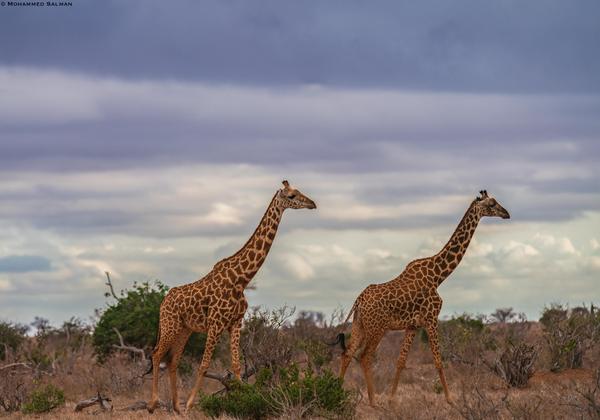 Image of Sky, Wilderness, Wildlife, Vertebrate, Terrestrial animal, Grassland etc.