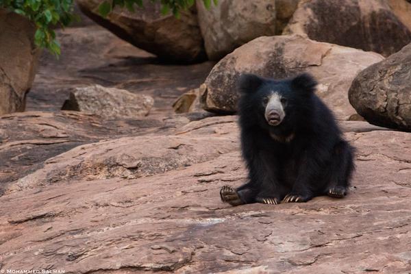 Image of Vertebrate, Terrestrial animal, Mammal, Bear, Sloth bear etc.