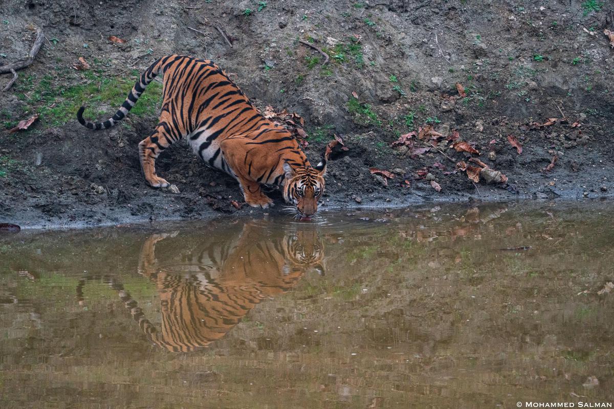 Image of Water, Wildlife, Tiger, Terrestrial animal, Bengal tiger, Mammal etc.