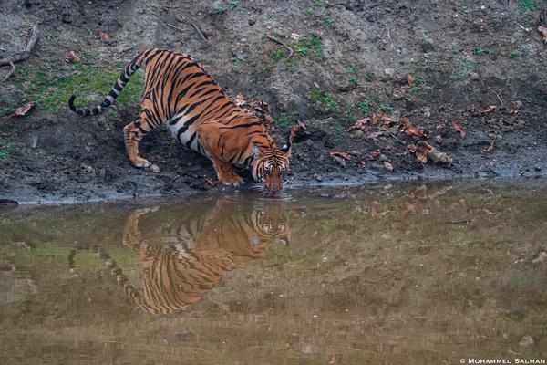 Image of Water, Wildlife, Tiger, Terrestrial animal, Bengal tiger, Mammal etc.