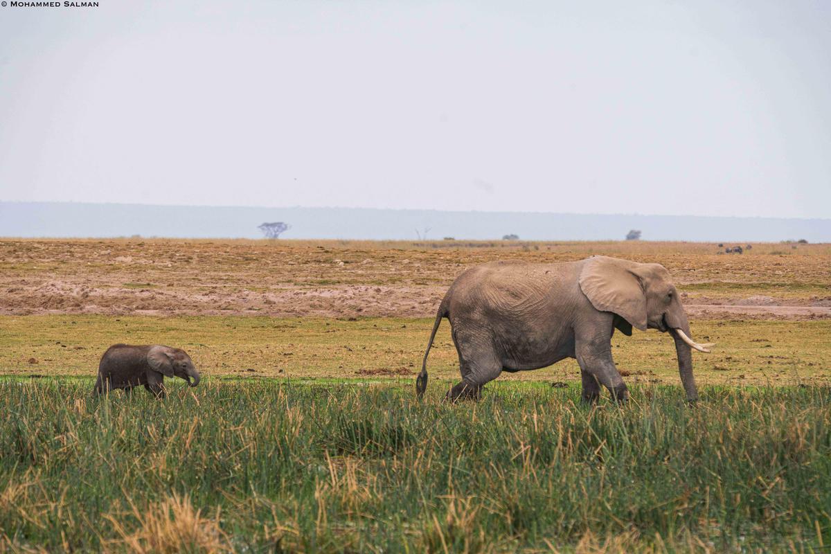 Image of Wildlife, Terrestrial animal, Mammal, Grassland, Elephant, Elephants and Mammoths etc.