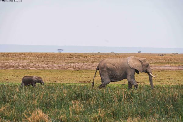 Image of Wildlife, Terrestrial animal, Mammal, Grassland, Elephant, Elephants and Mammoths etc.