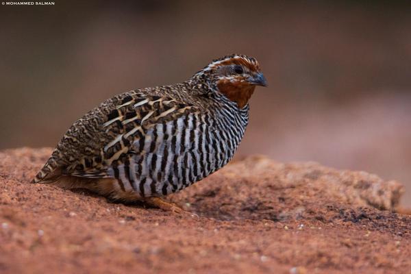 Image of Vertebrate, Bird, Beak, Galliformes, Pheasant, Partridge etc.