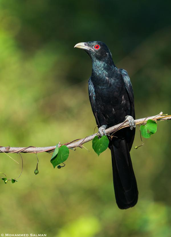 Image of Branch, Green, Adaptation, Organism, Bird, Beak etc.