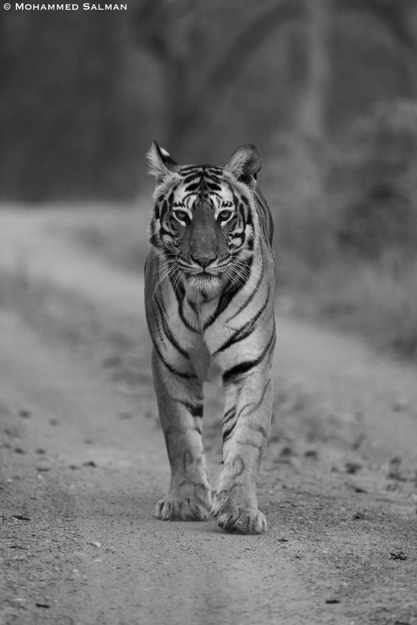 Image of Black-and-white, Tiger, Bengal tiger, Siberian tiger, Felidae, Grass etc.