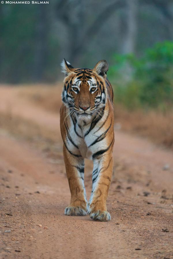 Image of Tiger, Terrestrial animal, Bengal tiger, Siberian tiger, Carnivore etc.