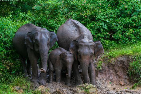 Image of Wildlife, Vertebrate, Terrestrial animal, Mammal, Elephant, Elephants and Mammoths etc.