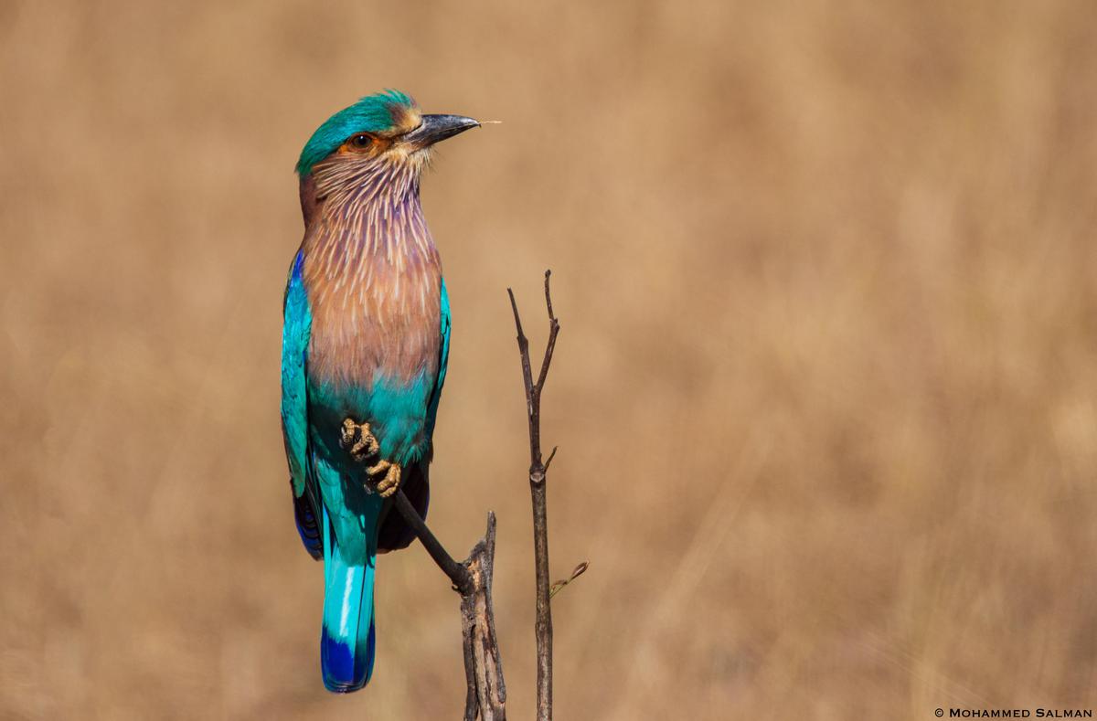 Image of Wildlife, Bird, Beak, Coraciiformes, Roller etc.