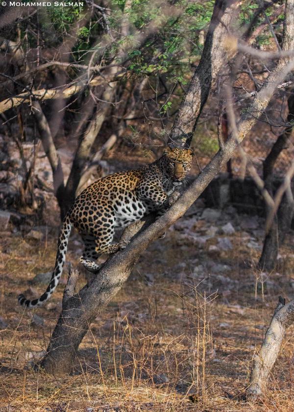 Image of Felidae, Plant, Big cats, Biome, Fawn, Carnivore etc.