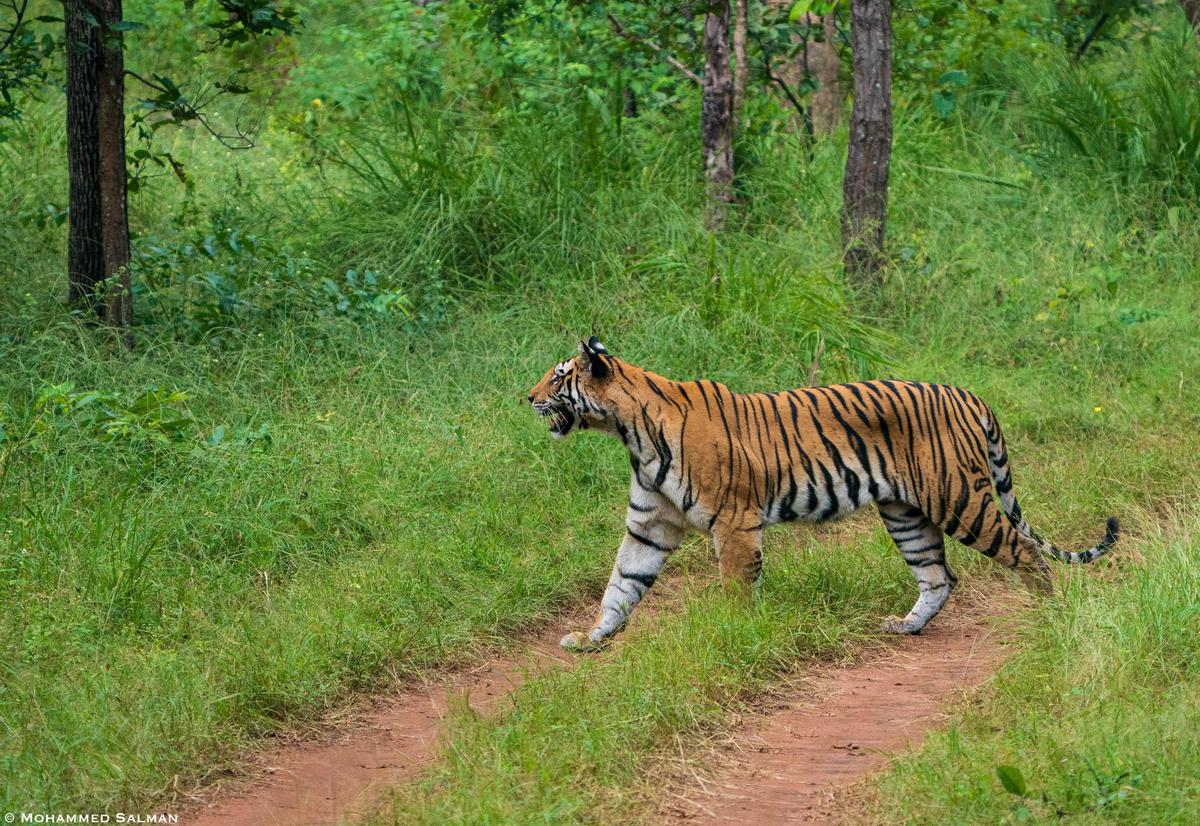Image of Tree, Natural landscape, Tiger, Bengal tiger, Siberian tiger, Felidae etc.