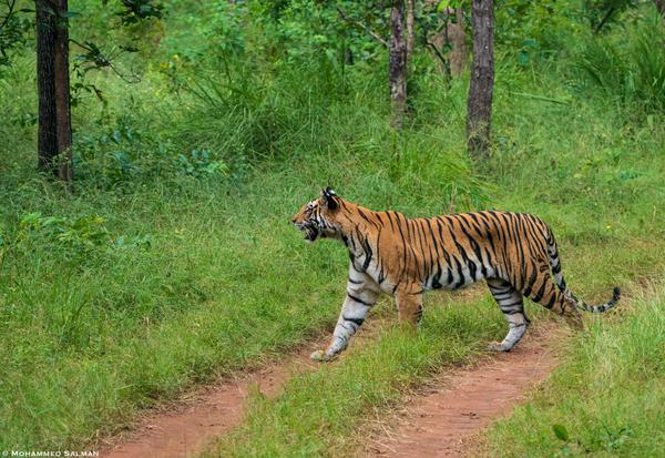 Image of Tree, Natural landscape, Tiger, Bengal tiger, Siberian tiger, Felidae etc.