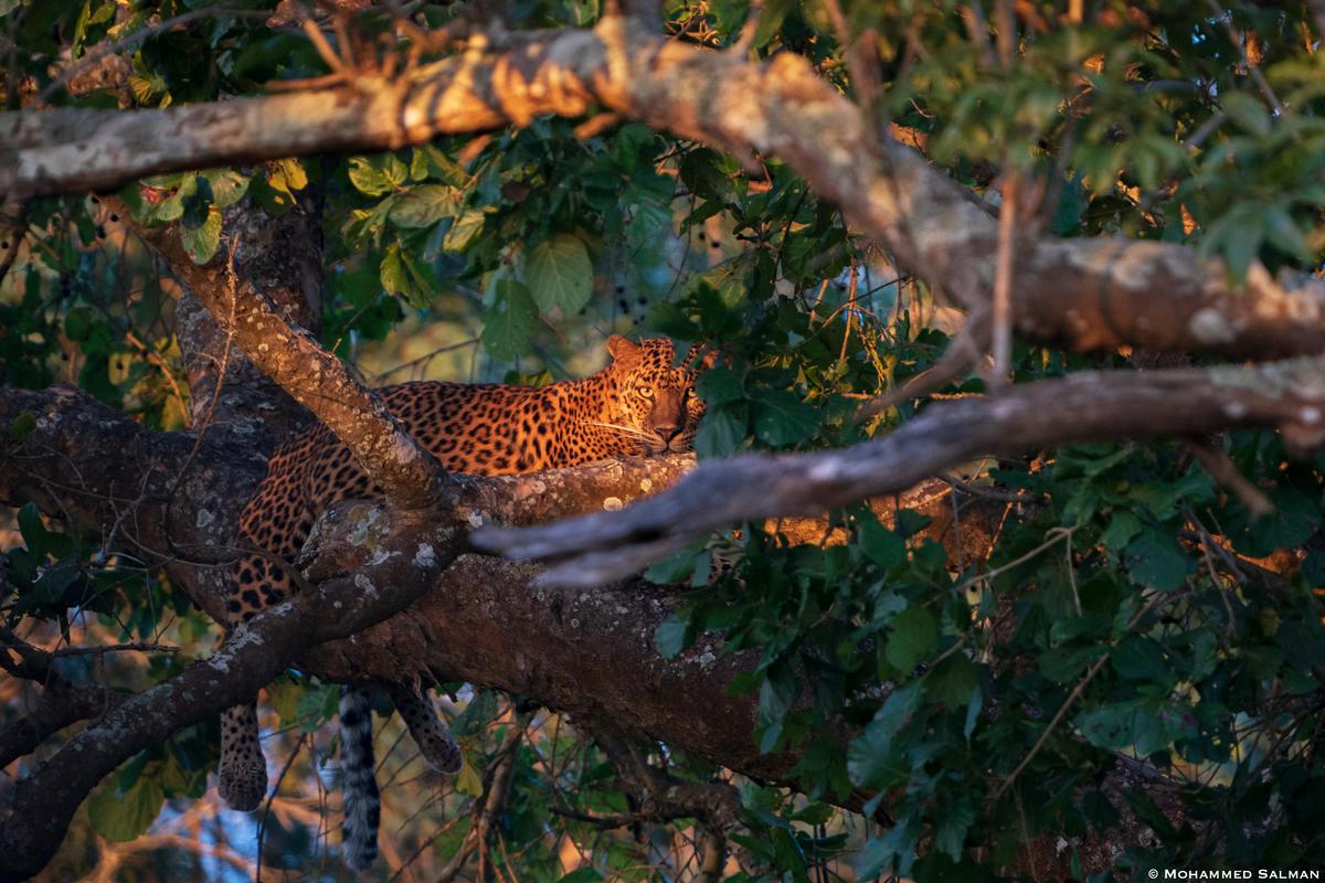 Image of Branch, Vegetation, Organism, Felidae, Sunlight, Wood etc.