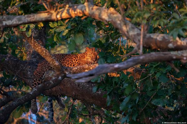 Image of Branch, Vegetation, Organism, Felidae, Sunlight, Wood etc.