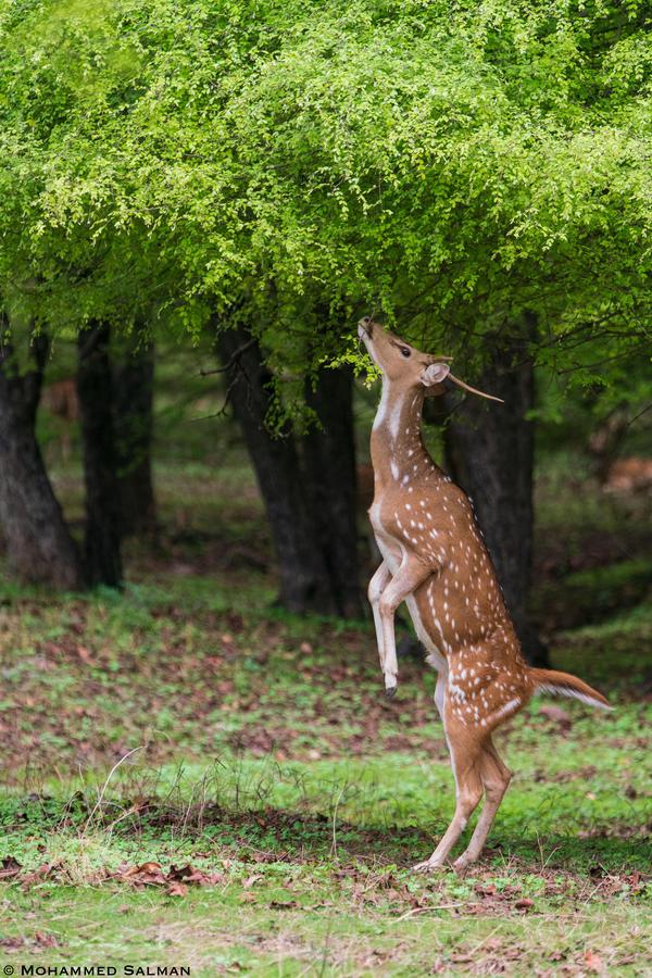 Image of Tree, Wildlife, Vertebrate, Terrestrial animal, Mammal, Tail etc.