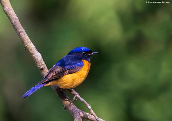 Image of Bird, Beak etc.