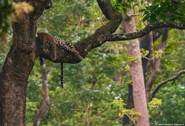 Image of Tree, Branch, Wildlife, Plant etc.