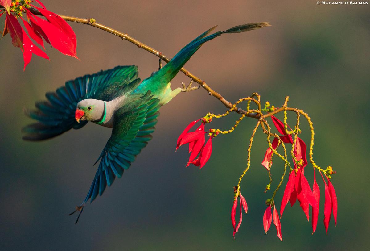 Image of Nature, Bird, Beak, Wheel, Creative arts etc.