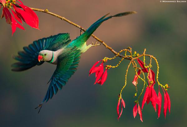 Image of Nature, Bird, Beak, Wheel, Creative arts etc.