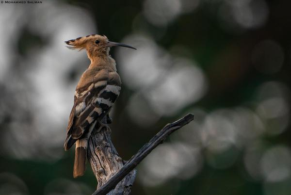 Image of Bird, Twig, Woodpecker etc.