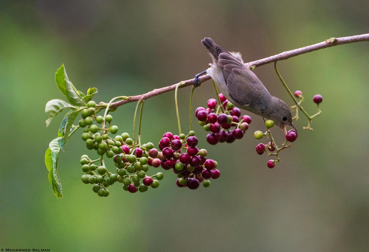 Image of Plant, Flower, Bird, Twig, Fruit, Berry etc.