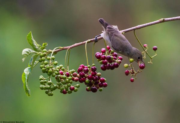 Image of Plant, Flower, Bird, Twig, Fruit, Berry etc.
