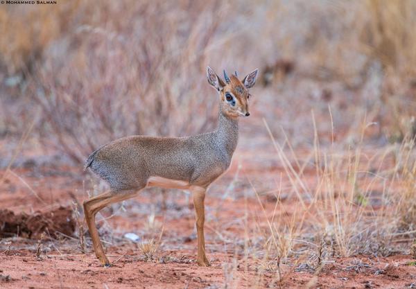 Image of Fawn, Deer, Ecoregion etc.