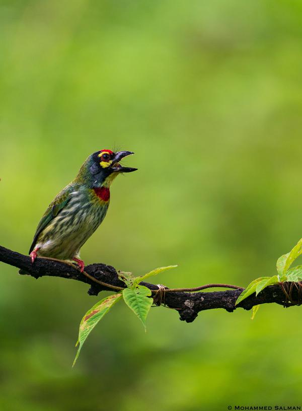 Image of Bird, Beak, Coraciiformes etc.