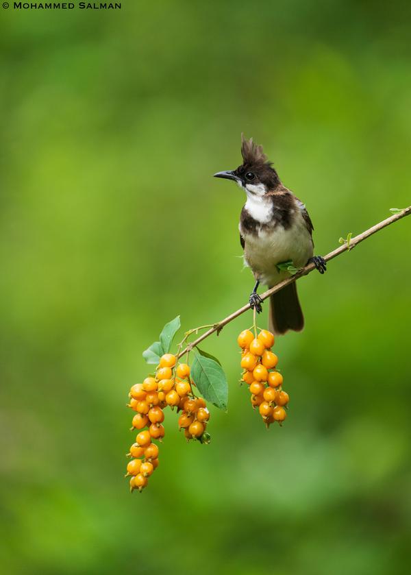 Image of Branch, Organism, Plant, Bird, Twig etc.