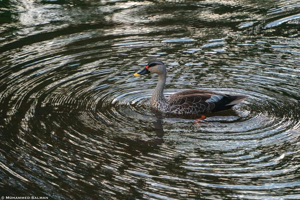 Image of Water, Bird, Beak, Duck, Water bird, Waterfowl etc.
