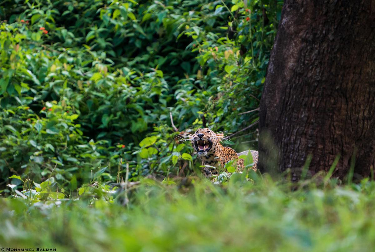 Image of Nature, Tree, Green, Vegetation, Wildlife, Grass etc.
