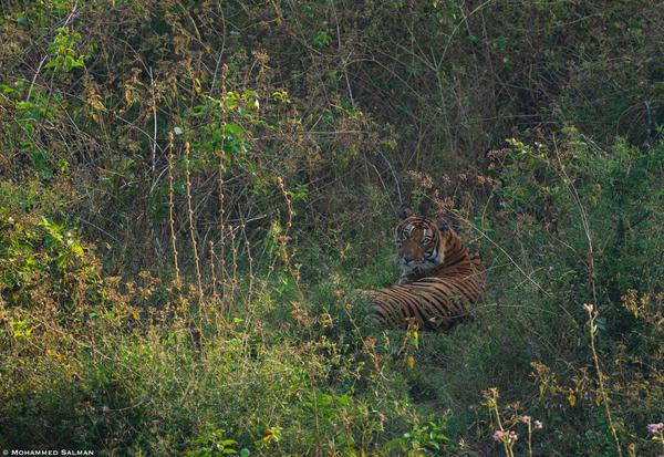 Image of Natural landscape, Terrestrial animal, Felidae, Plant, Big cats, Fawn etc.