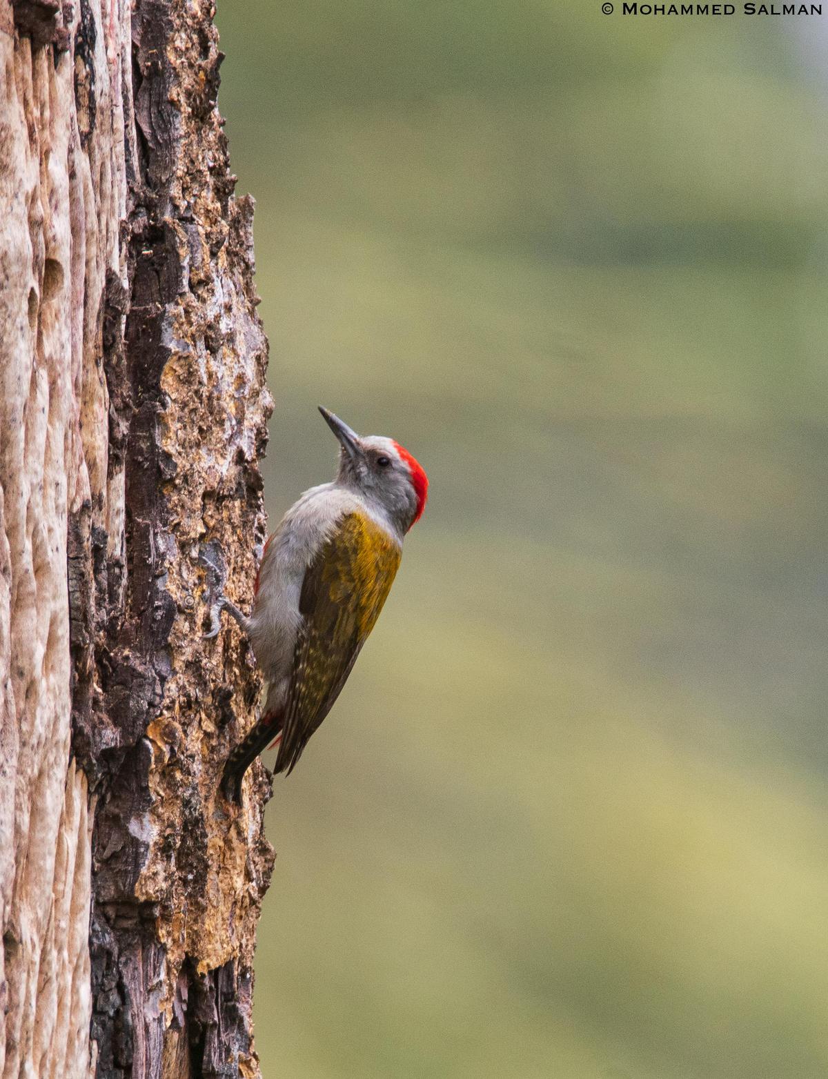 Image of Tree, Plant, Bird, Beak, Wood, Feather etc.