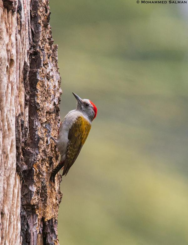 Image of Tree, Plant, Bird, Beak, Wood, Feather etc.