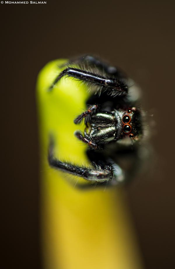 Image of Green, Yellow, Water, Close-up, Macro photography, Insect etc.