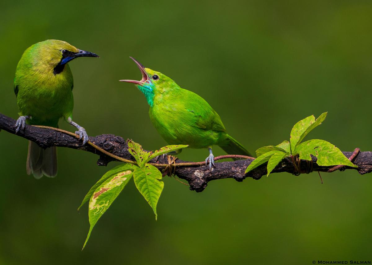 Image of Vertebrate, Bird, Beak, Coraciiformes etc.