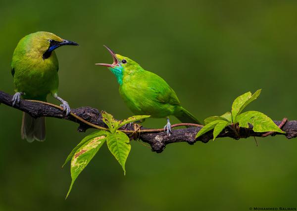 Image of Vertebrate, Bird, Beak, Coraciiformes etc.